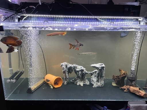 ※急募、1200水槽セット、熱帯魚、古代魚、アクアリウム、引取限定