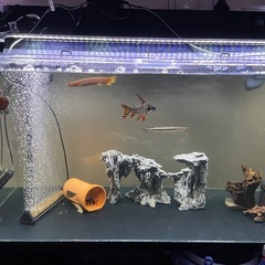 ※急募、1200水槽セット、熱帯魚、古代魚、アクアリウム9/13(土)午後限定、引取限定の画像