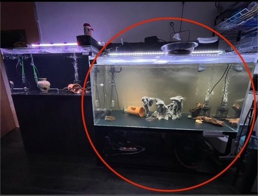 ※急募、1200水槽セット、熱帯魚、古代魚、アクアリウム、引取限定