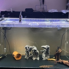 ※急募、1200水槽セット、熱帯魚、古代魚、アクアリウム9/13(土)午後限定、引取限定の画像