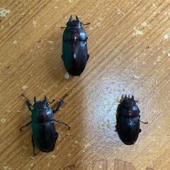 国産ノコギリクワガタF1　♂7　♀3　Aの画像