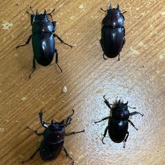 国産ノコギリクワガタF1　♂7　♀4　　Bの画像