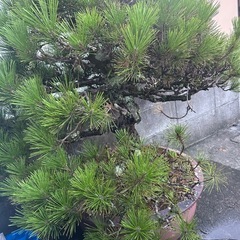 松　盆栽の画像