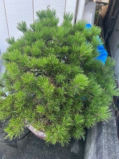 松　盆栽