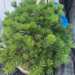 松　盆栽の画像