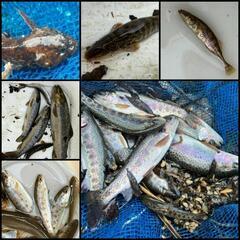 5.日本淡水魚・ガサガサ採集(川遊び)　ラインオプチャTEAMG...