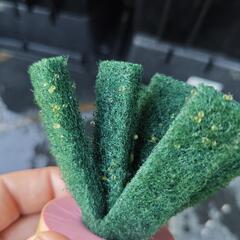 メダカ！出目パンダダルマ有精卵の画像