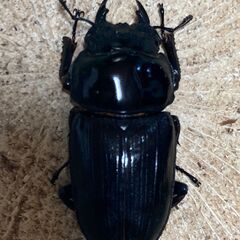 ㊵　国産オオクワガタ  ペアー　♂82mm　♀52mmの画像