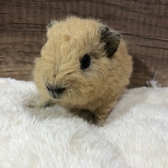 168. テディスモークモルモット