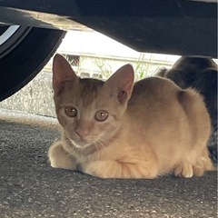 里親さん決まりました　茶トラきょうだい3か月 - 猫