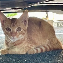里親さん決まりました　茶トラきょうだい3か月