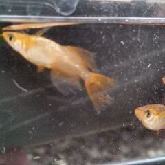 天翔メダカ５匹の画像