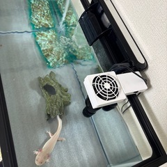 ウーパールーパーの画像