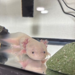ウーパールーパーの画像