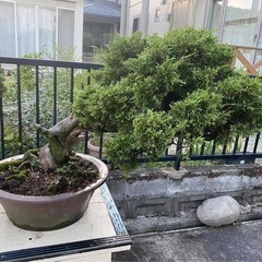 盆栽の画像