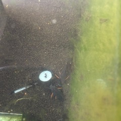 コリドラス　ステルバイ7匹