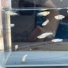 メダカ　紬　紡　幼魚10匹+aの画像