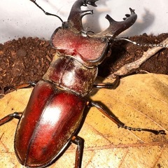 埼玉県産ミヤマクワガタ♂♀ペアの画像