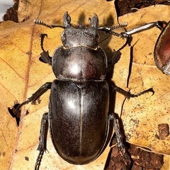 埼玉県産ミヤマクワガタ♂♀ペアの画像