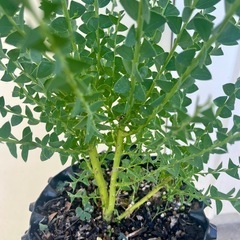 三角葉アカシア②　ミモザ
の画像