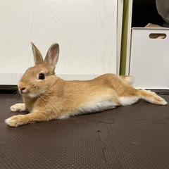 🐰ちゃん