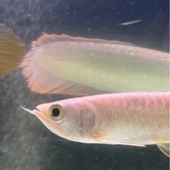 古代魚の画像