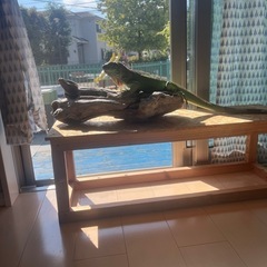 流木　インテリア　エアープランツ　爬虫類　奇蟲　の画像