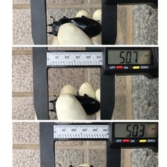 能勢YG血統 国産オオクワガタ メス3頭（51.1㎜・50.7㎜・50.3㎜）の画像