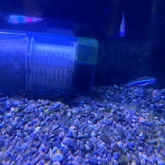 ネオンテトラ2 オトシンクルス2 水槽一式の画像