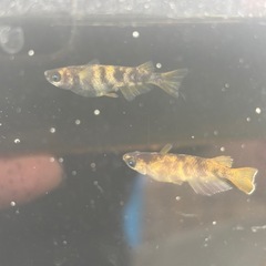 メダカAW-03 種親の画像