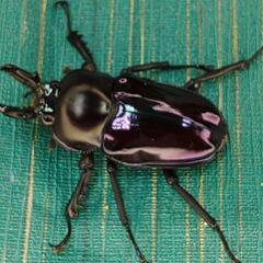 ニジイロクワガタ 紫紺 小さめ オス 2匹セット の画像