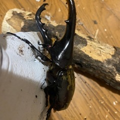 レッドアイ ヘラクレスオオカブト ♂の画像