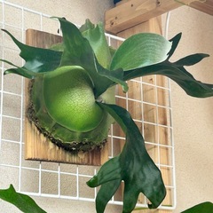 ビカクシダ ヒリー ポット苗
の画像