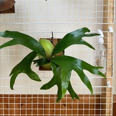 ビカクシダ ヒリー ポット苗
の画像