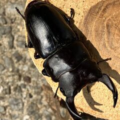 ☆阿古谷産オオクワガタ新成虫ペア③☆準A品♂72、♀45（配送の場合着払い）の画像