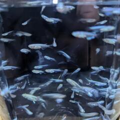 みゆきフルボディメダカの若魚·10 匹の画像