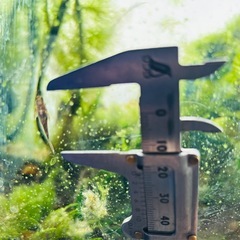 オトシンネグロ　5匹の画像
