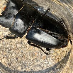 ◎阿古谷産オオクワガタ新成虫ペアその６◎B品♂78、♀47（配送の場合着払い）の画像
