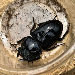 ◎阿古谷産オオクワガタ新成虫ペアその６◎B品♂78、♀47（配送の場合着払い）の画像
