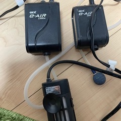 　メダカ　
水槽の画像