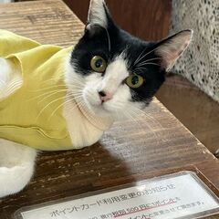 9/21石巻で譲渡会です！「オセロ♀」