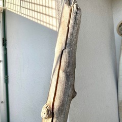 古い流木×3の画像
