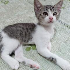 仔猫1匹になりました里親さん募集