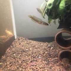 雷魚【稚魚】1匹の画像