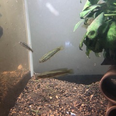 雷魚【稚魚】1匹の画像