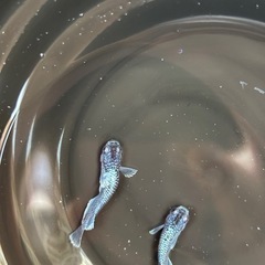 クロノスKWFフレーミングラメ　の画像