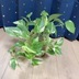ランキングキーワードに紐づく投稿画像-観葉植物