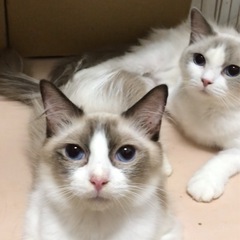 ラグドールメース1歳4ヶ月(家族決めた)