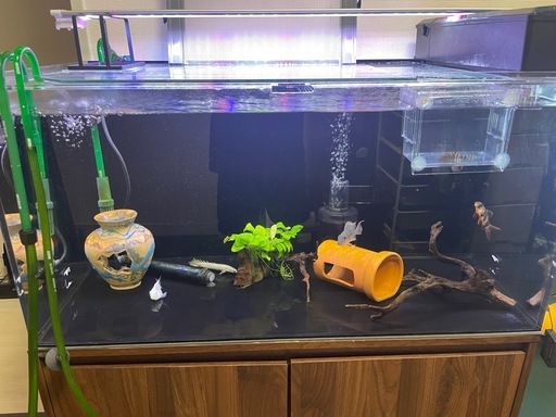 急募、900水槽セット、熱帯魚、古代魚、アクアリウム