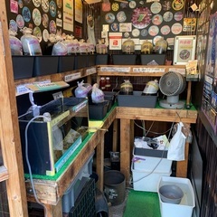 【五桜メダカ】 9月8日　横須賀めだか無人販売